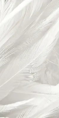 Blackout roller blind for window feathers pattern