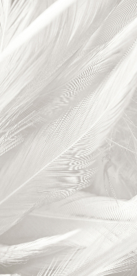 Blackout roller blind for window feathers