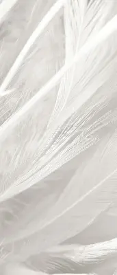 Blackout roller blind for window feathers pattern