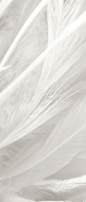 Blackout roller blind for window feathers