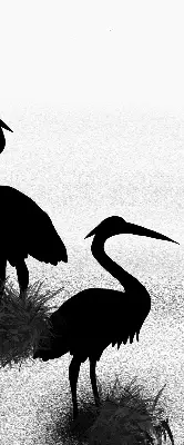 Blackout roller blind Herons print