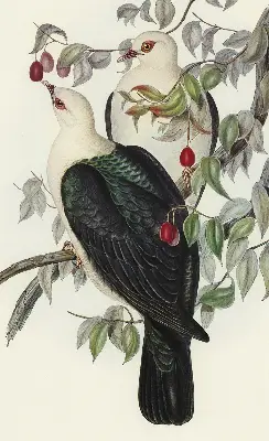 Fabric roller blind for window birds on a branch pattern