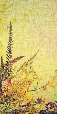 Fabric roller blind for window Plants