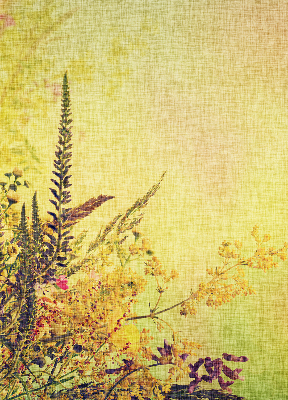 Fabric roller blind for window Plants