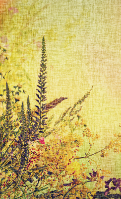 Fabric roller blind for window Plants