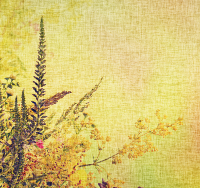 Fabric roller blind for window Plants