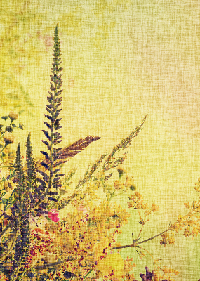 Fabric roller blind for window Plants
