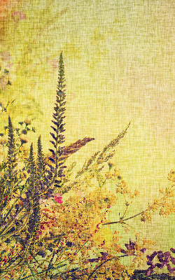 Fabric roller blind for window Plants