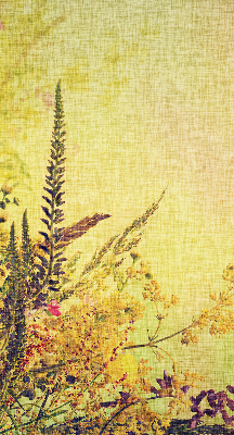Fabric roller blind for window Plants