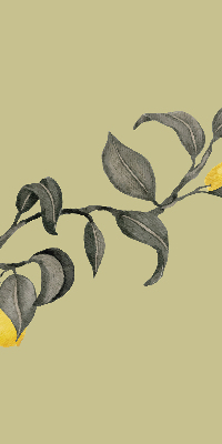 Blackout roller blind Lemons on the tree