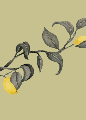 Blackout roller blind Lemons on the tree
