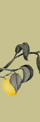 Blackout roller blind Lemons on the tree
