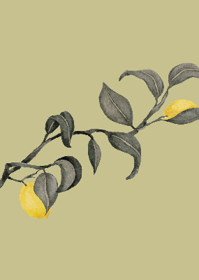 Blackout roller blind Lemons on the tree