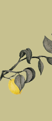 Blackout roller blind Lemons on the tree