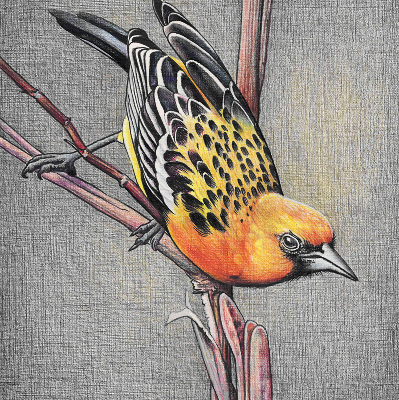 Blackout roller blind A bird on a branch