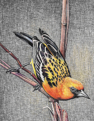 Blackout roller blind A bird on a branch