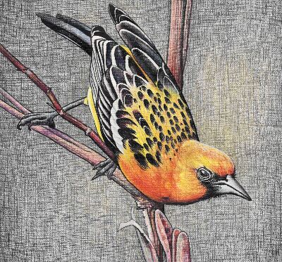 Blackout roller blind A bird on a branch