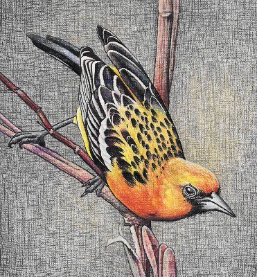 Blackout roller blind A bird on a branch