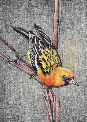 Blackout roller blind with a bird on a branch print