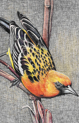 Blackout roller blind A bird on a branch