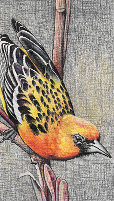 Blackout roller blind A bird on a branch