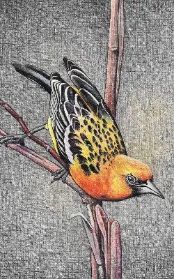 Blackout roller blind with a bird on a branch print