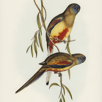 Blackout roller blind Two birds on a branch