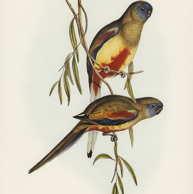 Blackout roller blind Two birds on a branch
