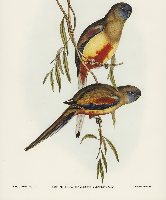 Blackout roller blind Two birds on a branch