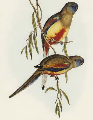 Blackout roller blind Two birds on a branch