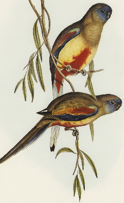 Blackout roller blind Two birds on a branch