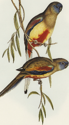 Blackout roller blind Two birds on a branch