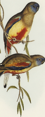 Blackout roller blind Two birds on a branch