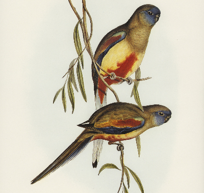 Blackout roller blind Two birds on a branch
