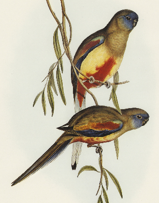 Blackout roller blind Two birds on a branch