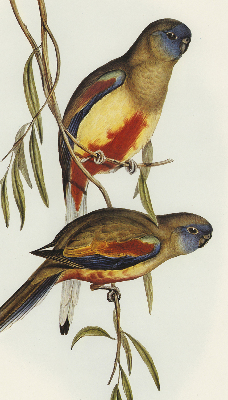 Blackout roller blind Two birds on a branch