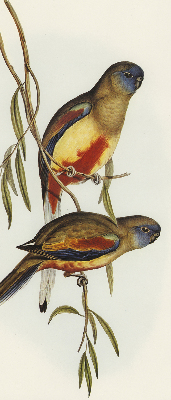 Blackout roller blind Two birds on a branch