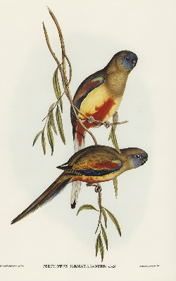 Blackout roller blind Two birds on a branch