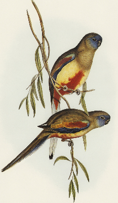 Blackout roller blind Two birds on a branch