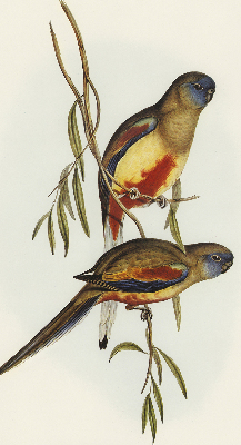 Blackout roller blind Two birds on a branch