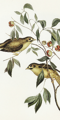 Blackout roller blind Birds on a tree