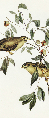 Blackout roller blind Birds on a tree