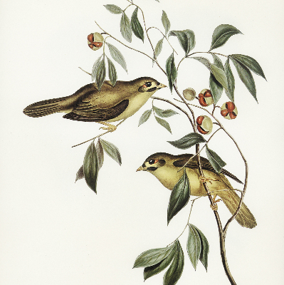 Blackout roller blind Birds on a tree