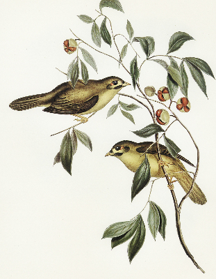 Blackout roller blind Birds on a tree
