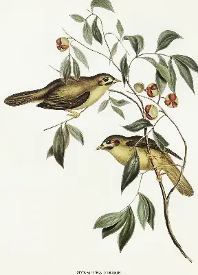 Blackout roller blind with a birds on a tree print