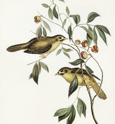 Blackout roller blind Birds on a tree
