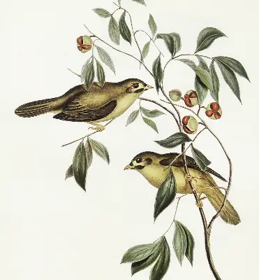 Blackout roller blind with a birds on a tree print