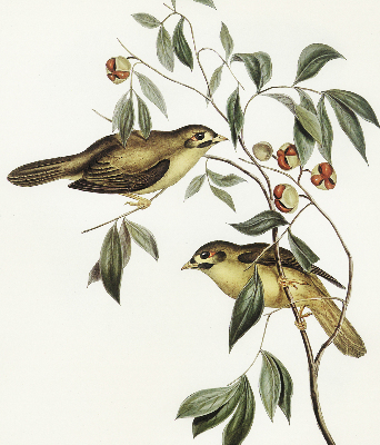Blackout roller blind Birds on a tree