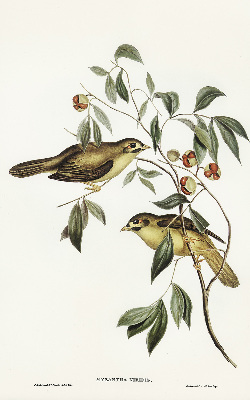 Blackout roller blind Birds on a tree