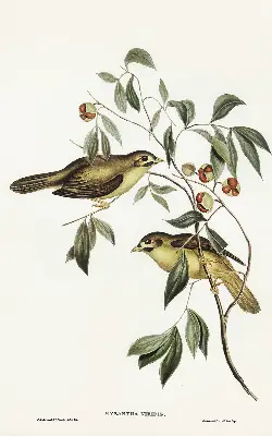 Blackout roller blind with a birds on a tree print